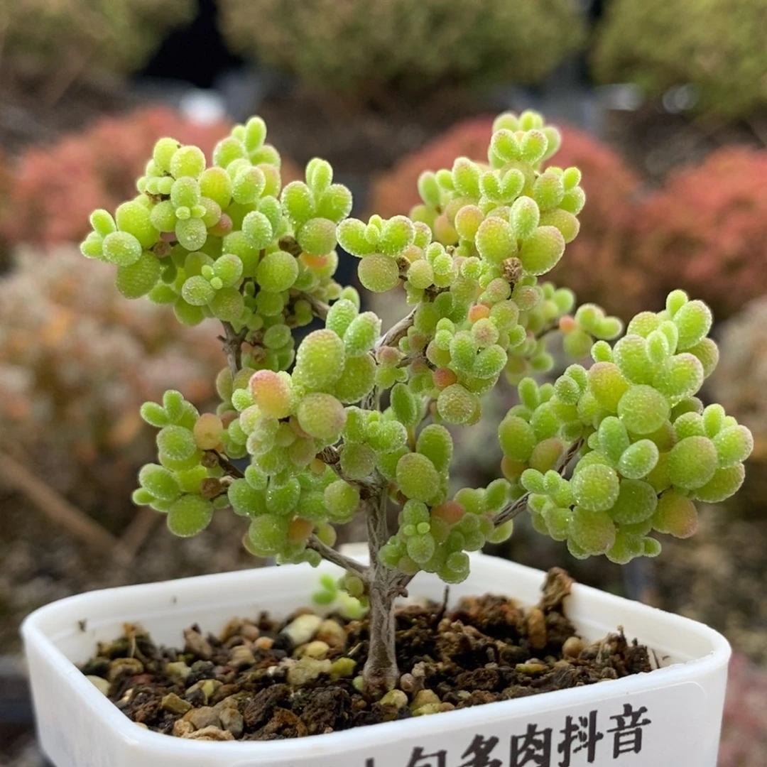 蜜橘糖球7139枝干番杏