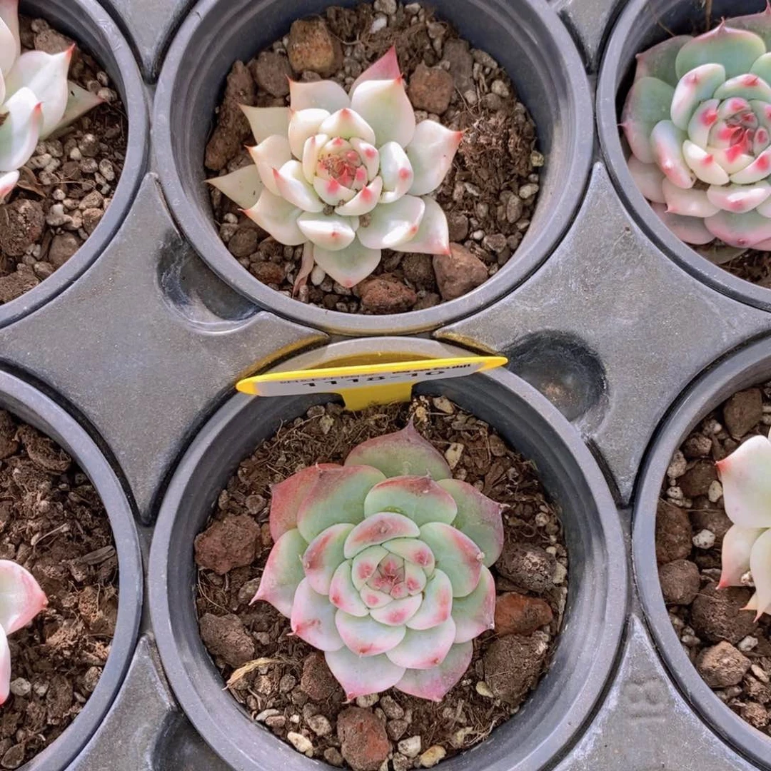 1118-10-福利吉娃娃锦单头一个