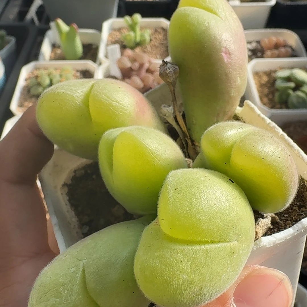 毛翠滴福利特价哈哈哈