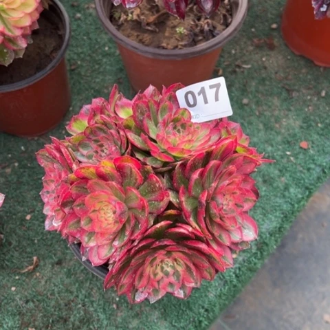 017倾城朵朵多肉，