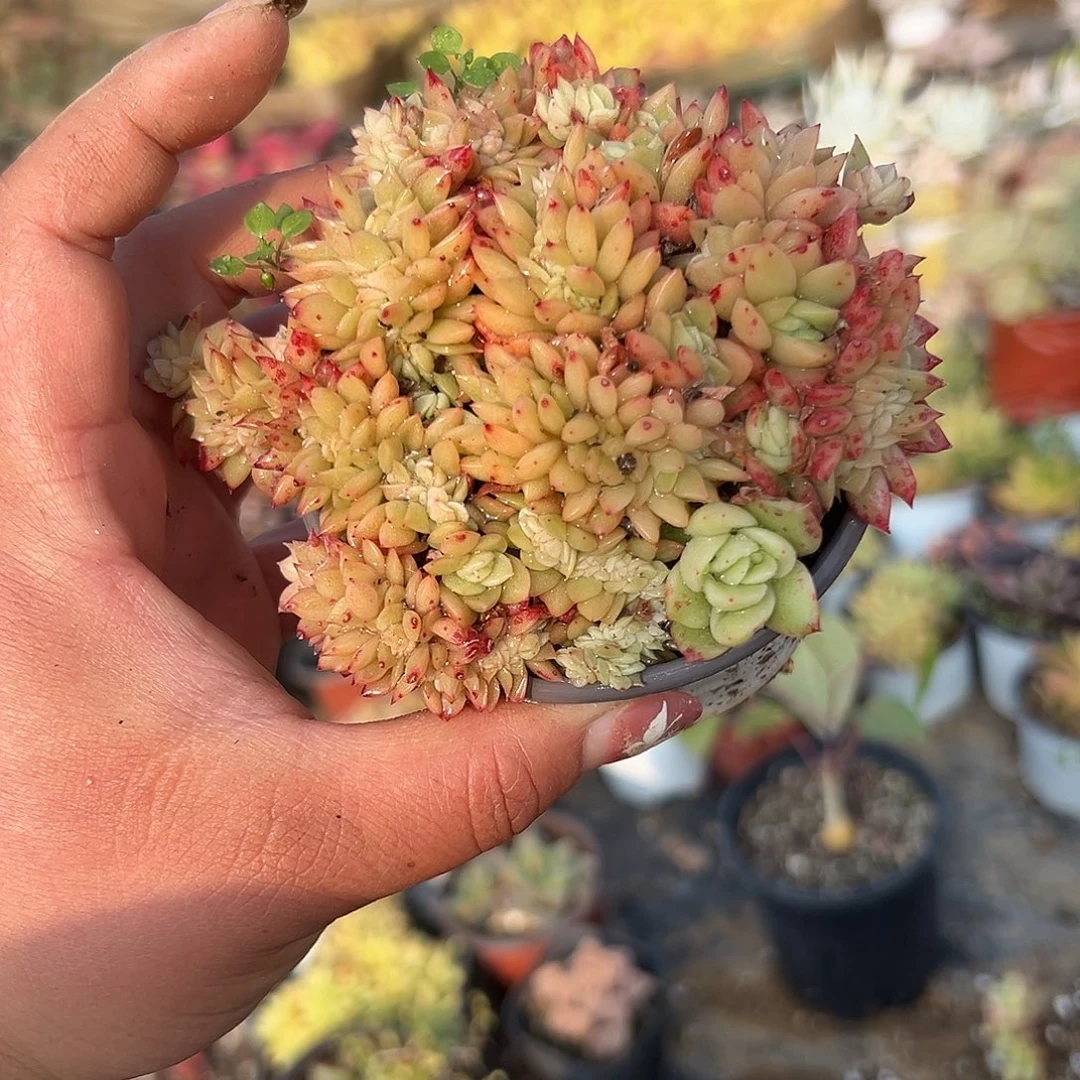 加***2多肉植物白蜡东云缀