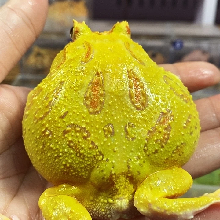 梦***阳角蛙560号大黄金角蛙母