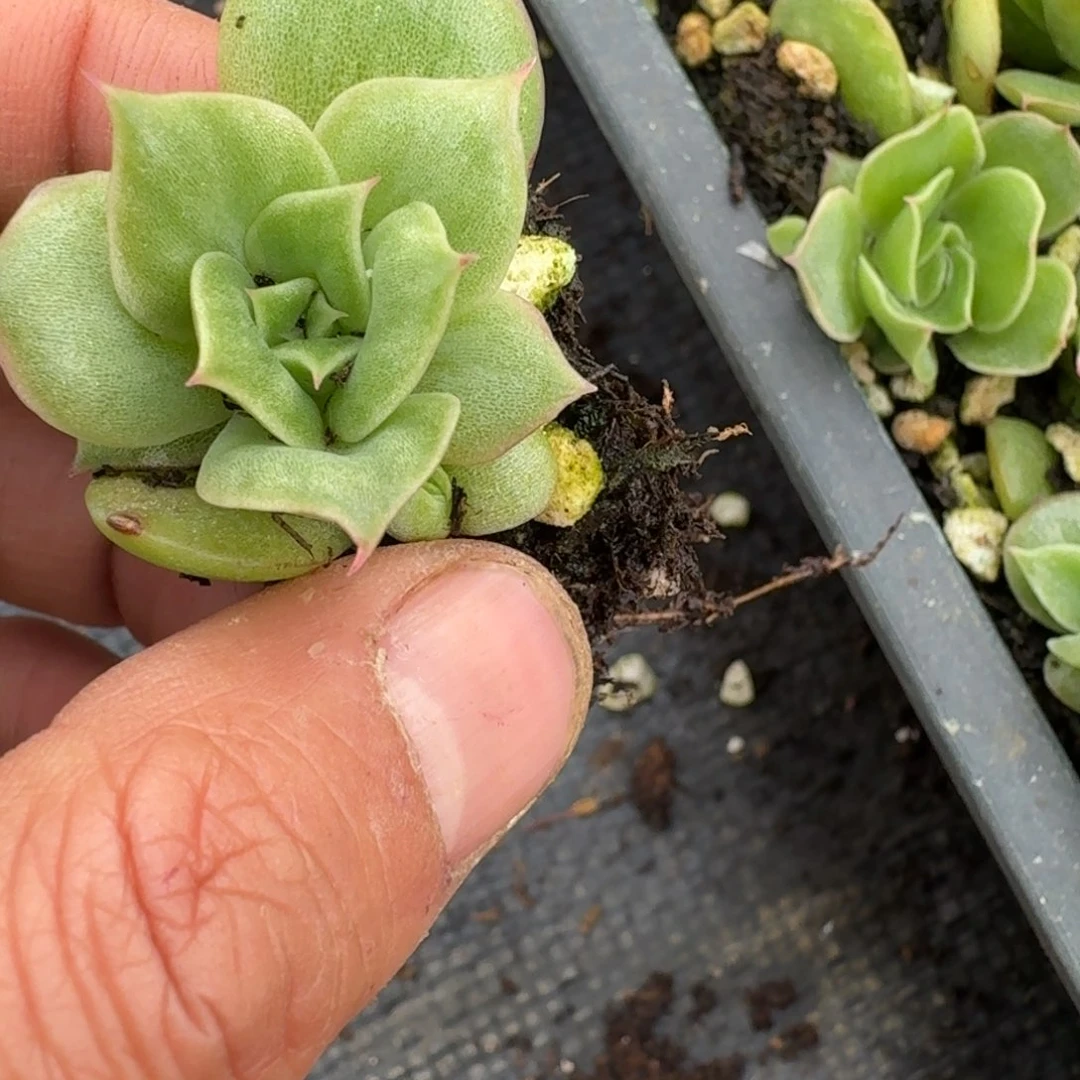 月影杂交凸起17-140一颗