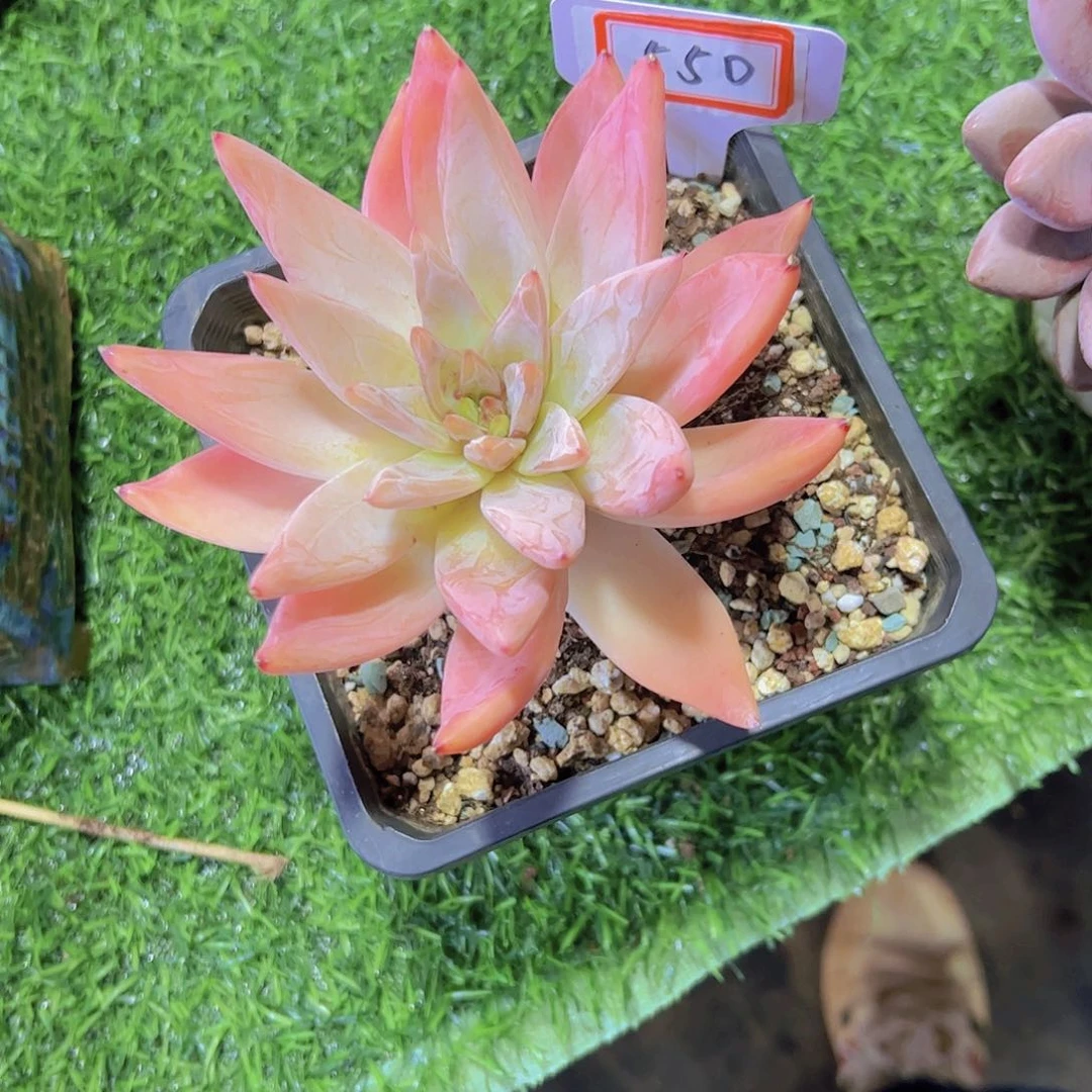 陌**绵550暗纹杂交20。。。