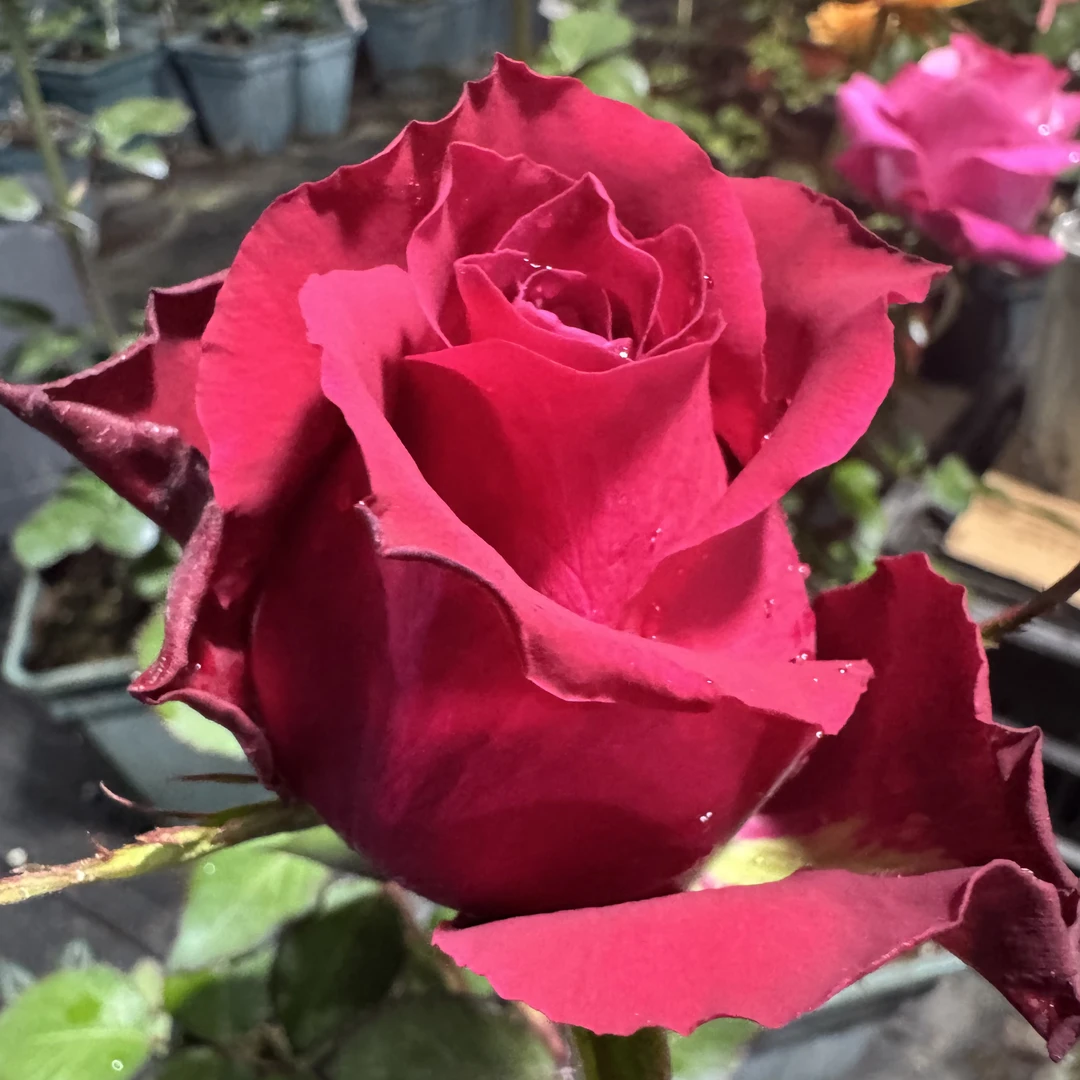 新品切花月季测紫阳台露台庭院花园花卉植物