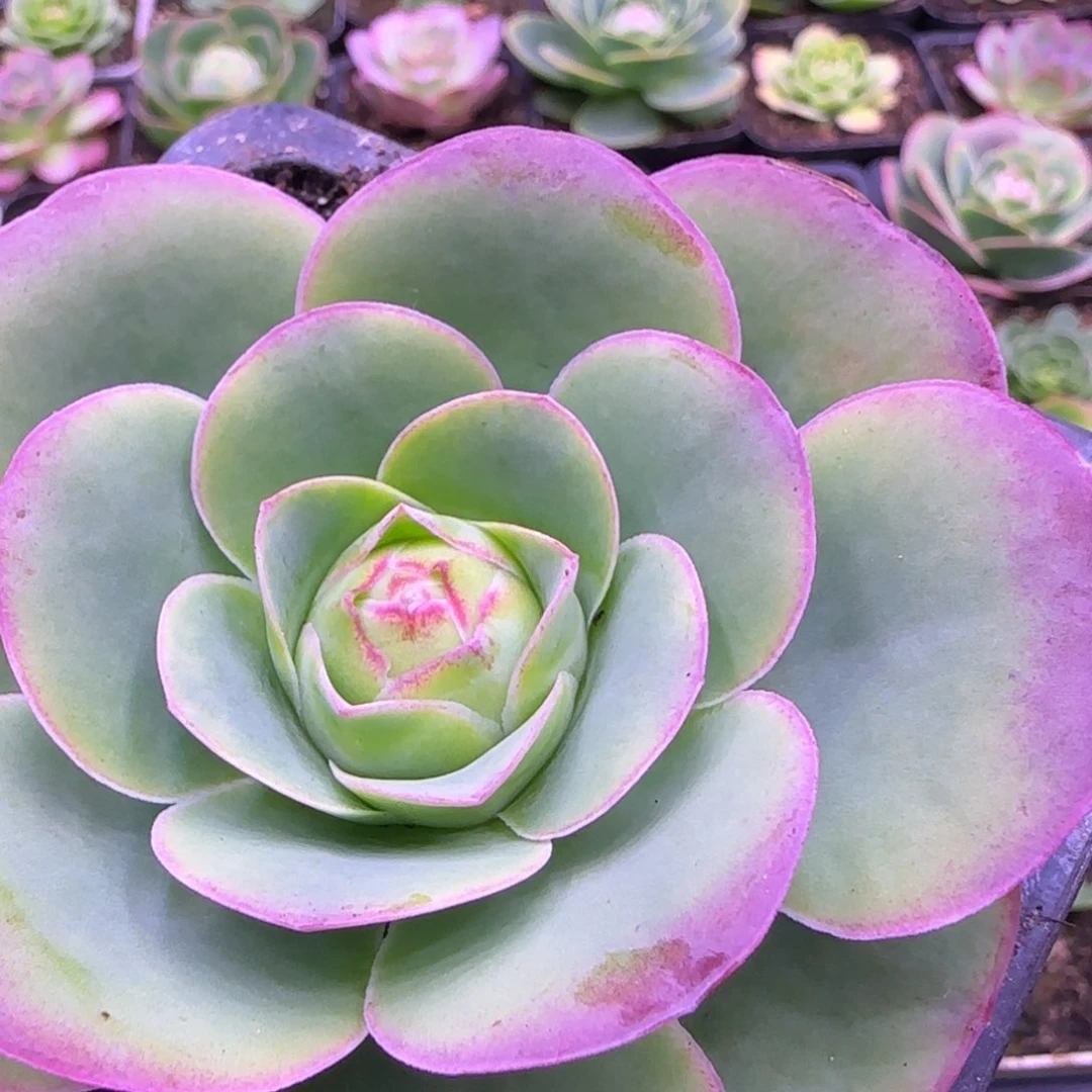 8厘米粉红色玫瑰1242424243