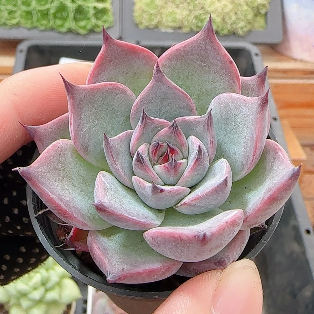 多肉1007--277黑爪子