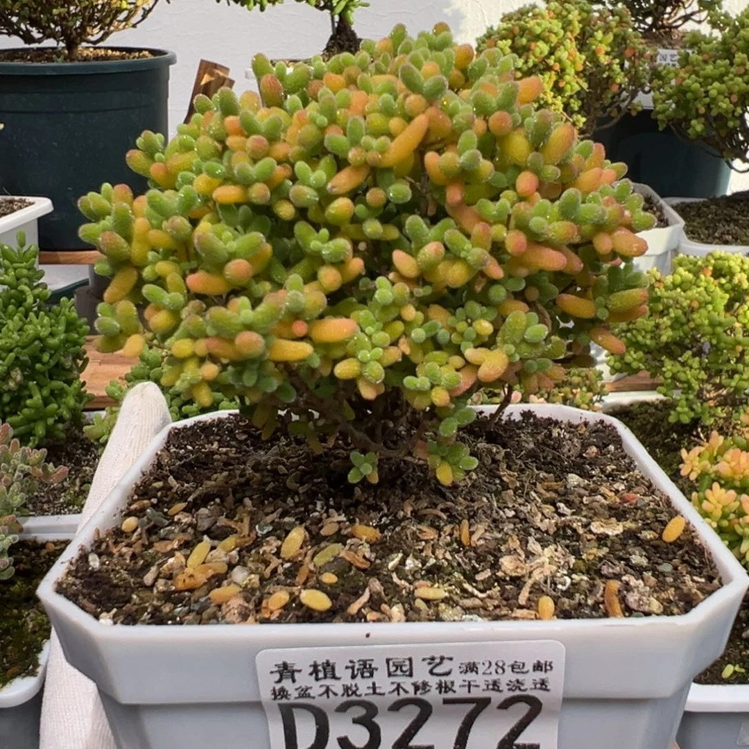 d3272蜜桔糖球枝干