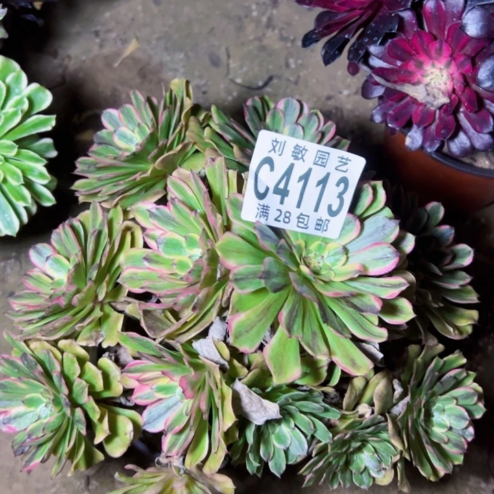 流*邪玫多肉植物法师4113