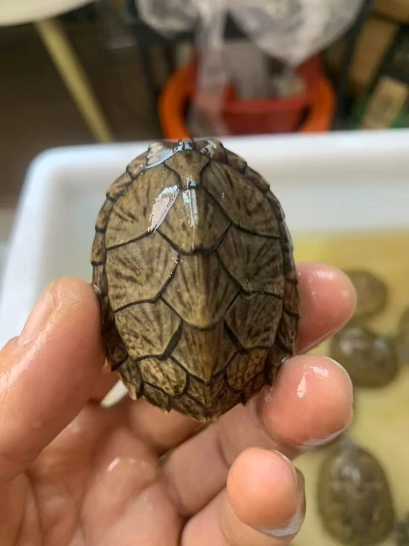 剃刀麝香头盔红面墨西哥蛋龟巴西小五龟宠直播专享