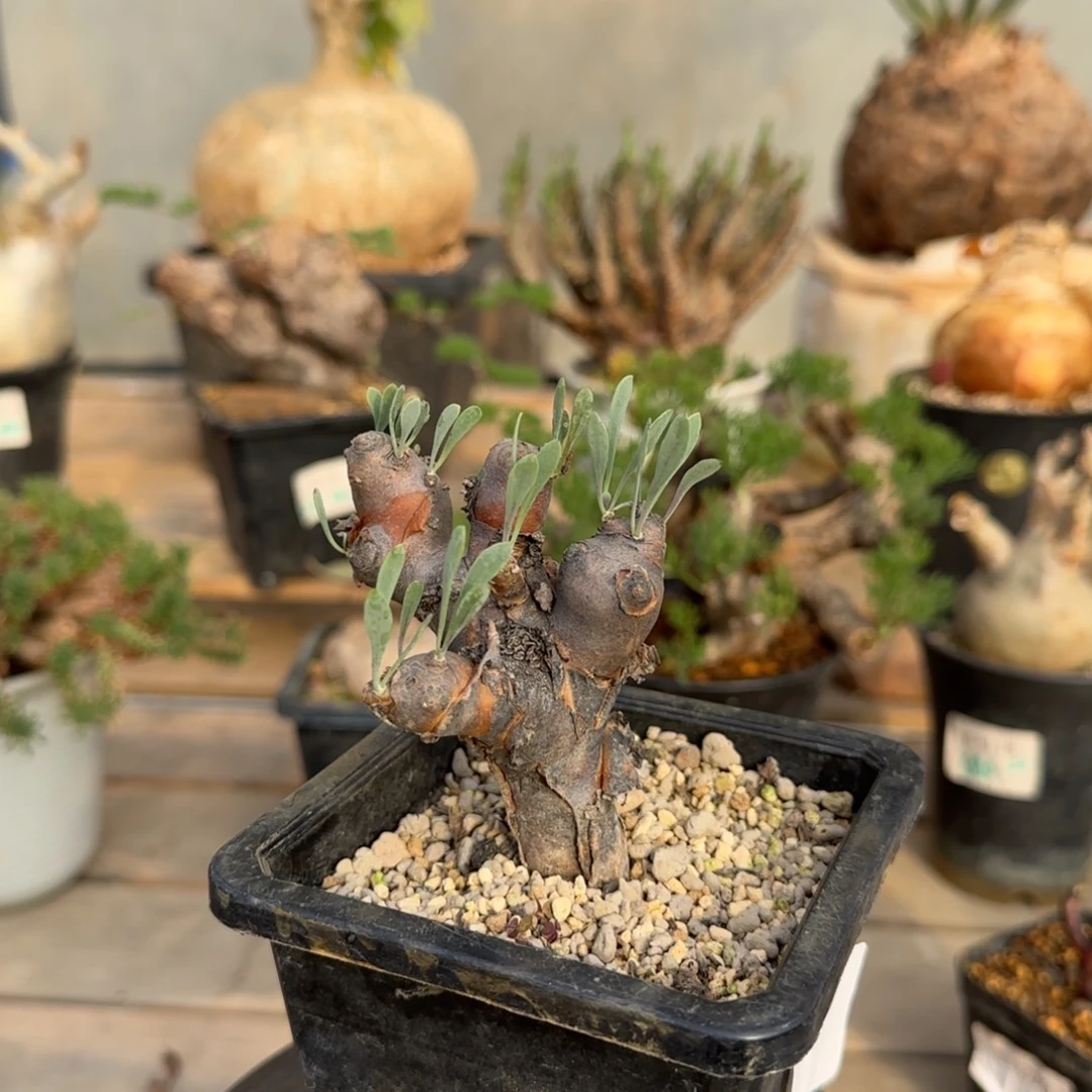 484刺烛厚敦菊块根植物