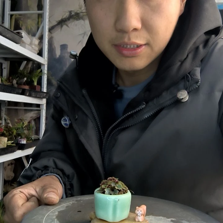 S*e小盆景小植物一物一拍256