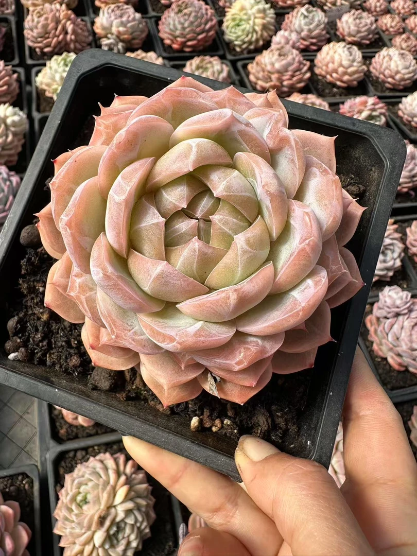 13#永利皇宫元宵佳节宠粉版多肉植物  前男友精品多肉