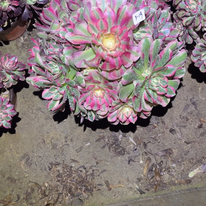 1-3-19粉女巫初恋法师锦