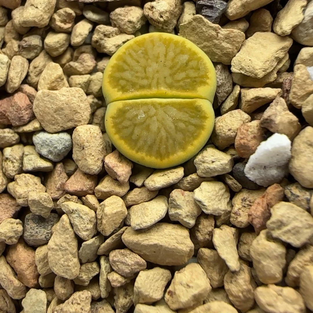 649 生石花大棚直播