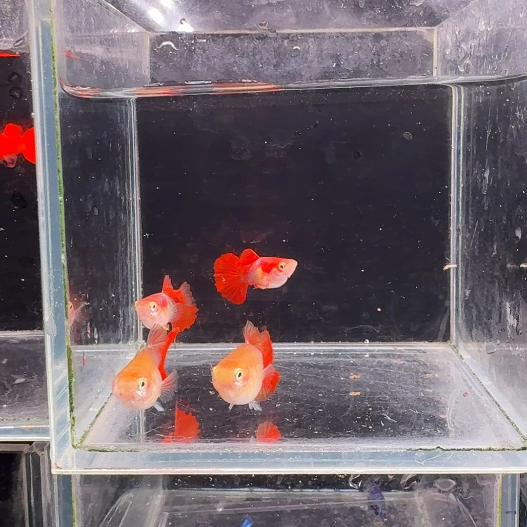 孔雀鱼黄爆球2对孔雀鱼