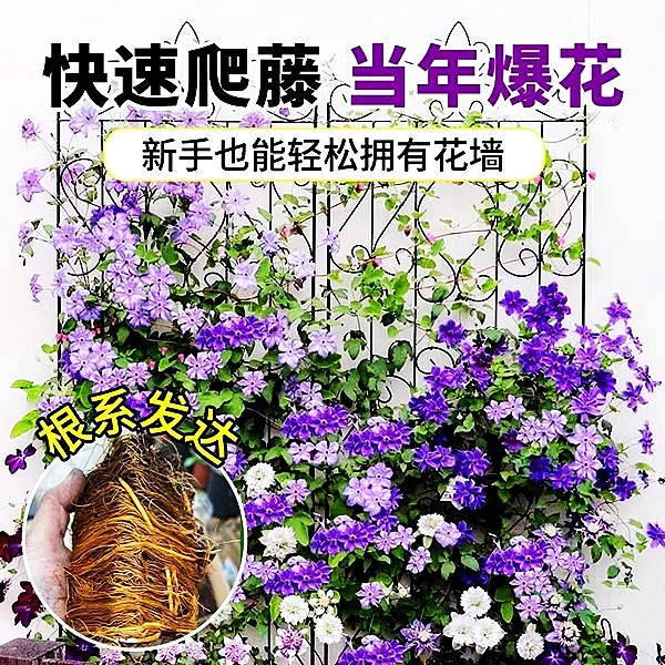 二类铁线莲魔法喷泉大花重瓣阳台盆栽带花苞多季开绿植盆栽包邮