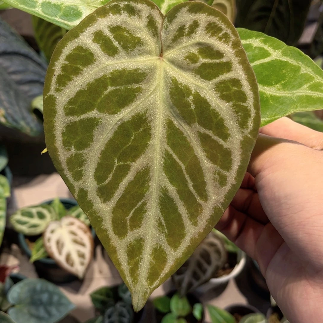 完全开放银虎杂撕裂纹