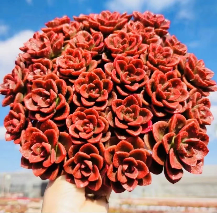 K红酒玫瑰,颜值高，好养活，带盆带土，云南基地发货