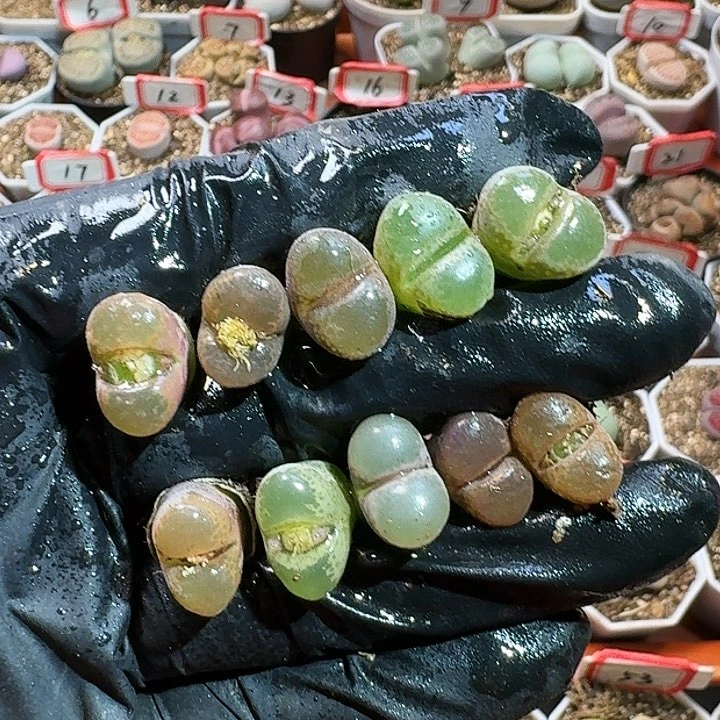 生石花15557。 238