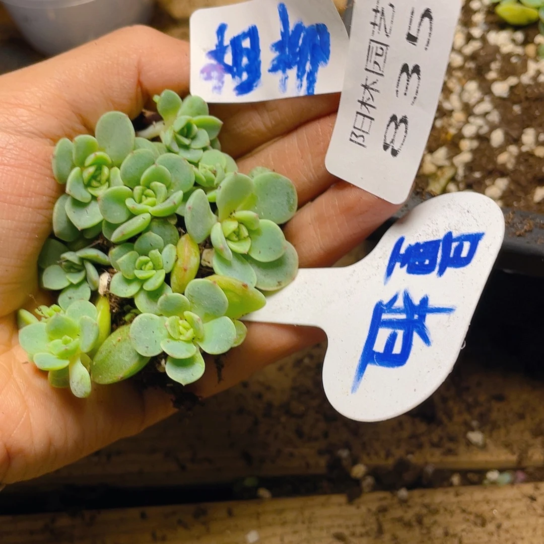量拍多肉植物多肉植物835