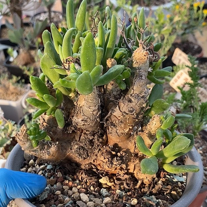 885万物想带盆野生一一一一一