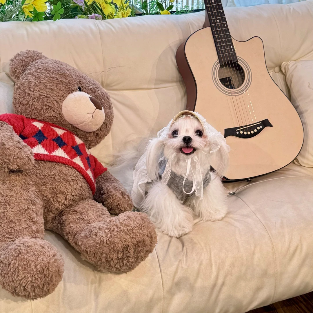 『夏日头巾帽』echo✧宠物服饰发饰狗狗猫猫通用手工定制