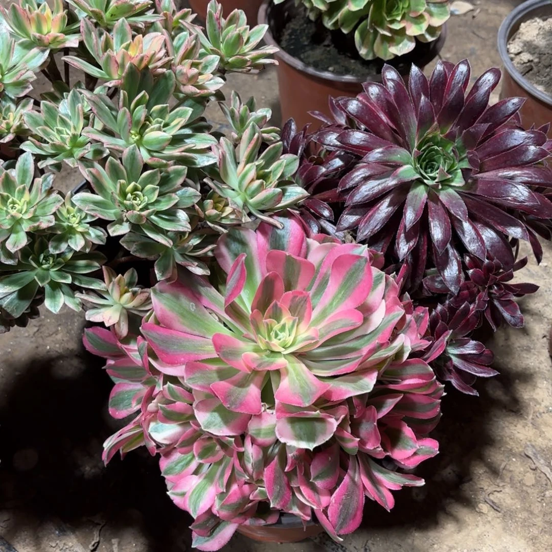 甜茶，七彩女巫，惊鸿仙子19.8