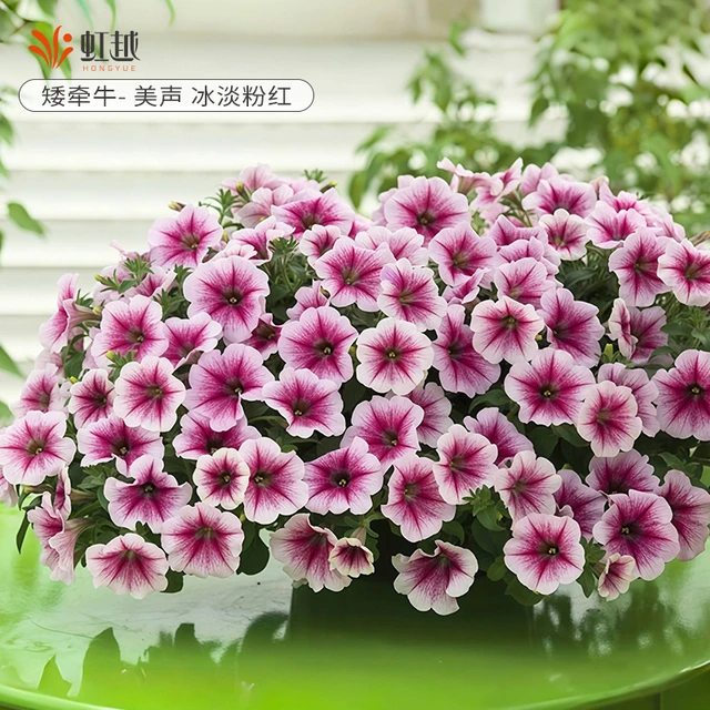花彩单瓣矮牵牛盆栽带花美声阳台垂吊大花苗庭院植物耐热爆花量大