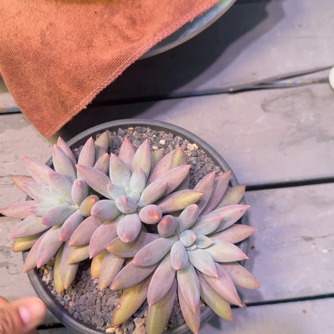 哥特萝莉多肉植物