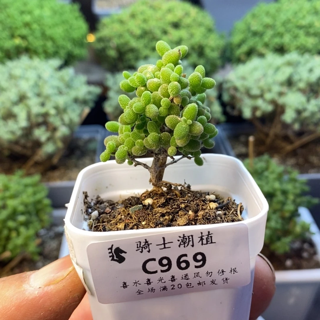 99蜜橘糖球枝干多肉