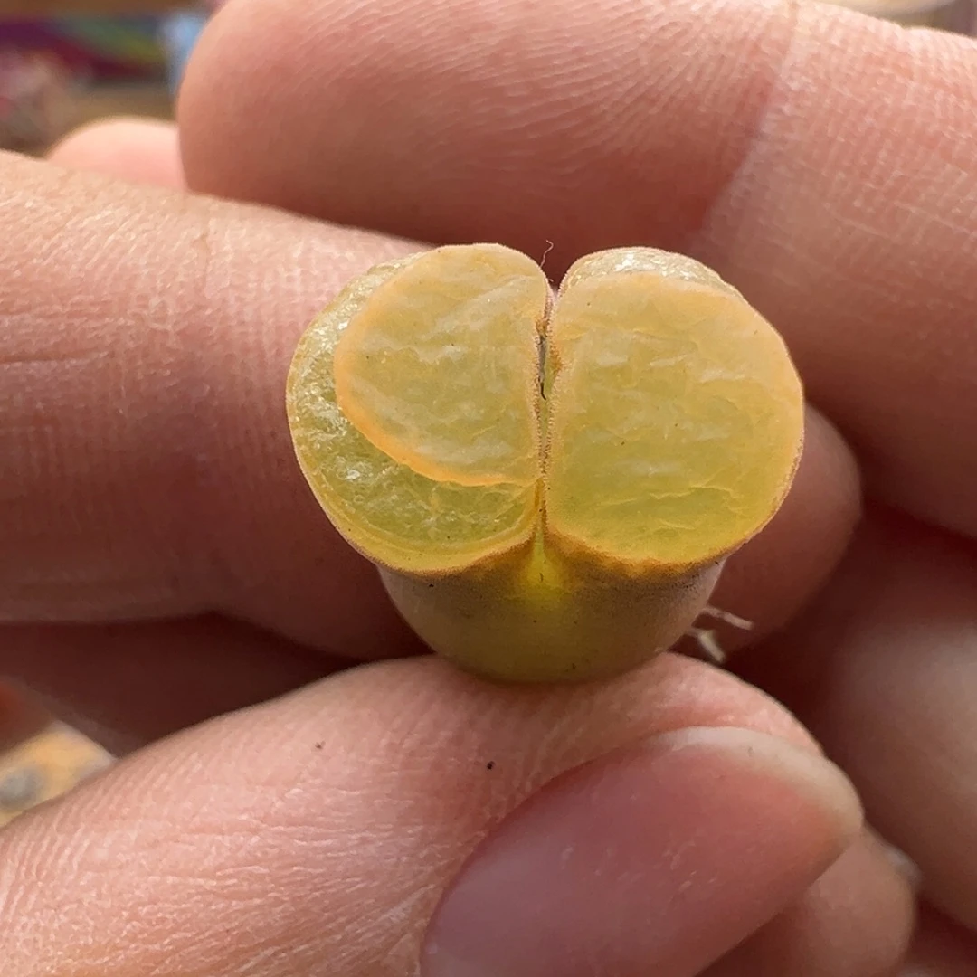 140。新品mg1797QQ糖风铃