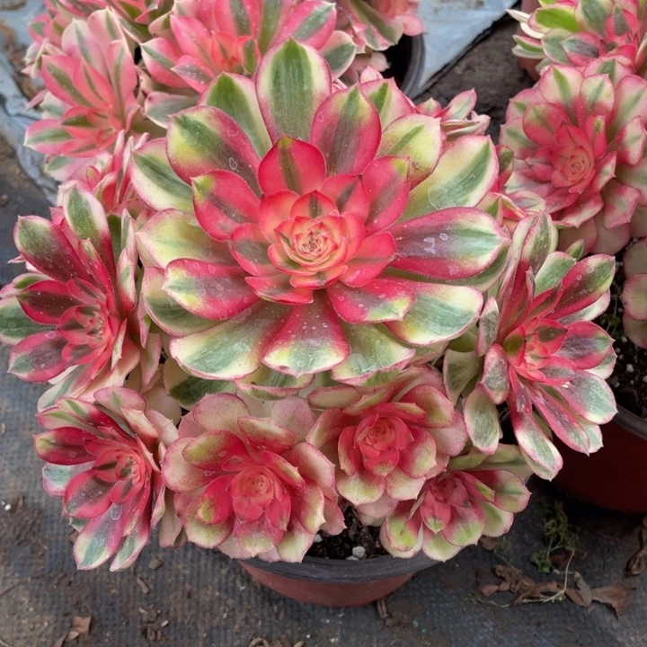 481荔枝精品法师多肉