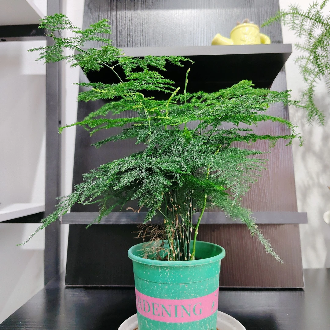 遇花园绿植文竹加仑盆