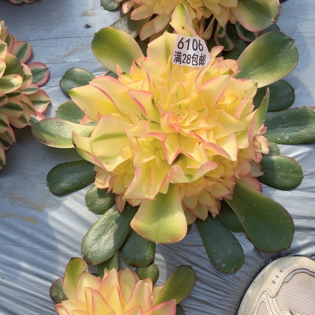 e**nS. 6106香妃多肉