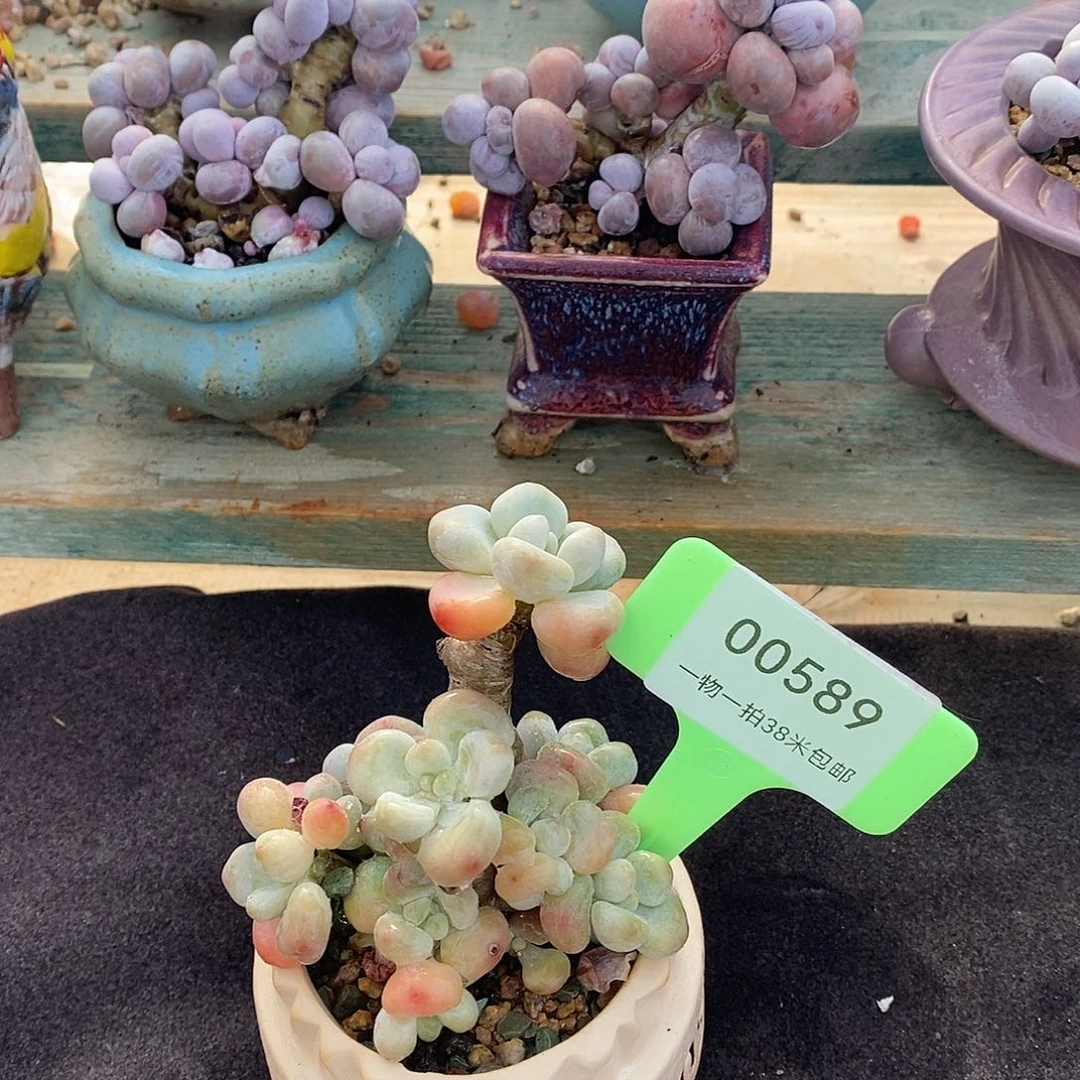 589投金融木哦哦哦装修我