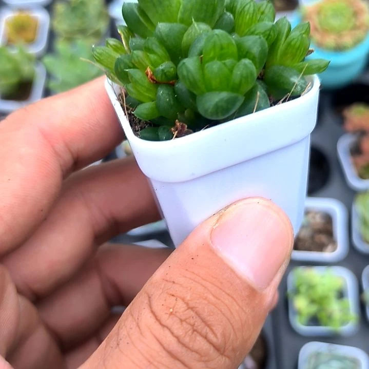水晶玉露多头，满5元包邮