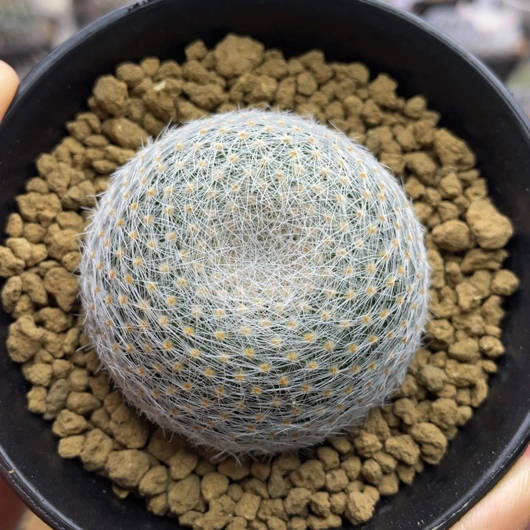 白娟丸          实生根