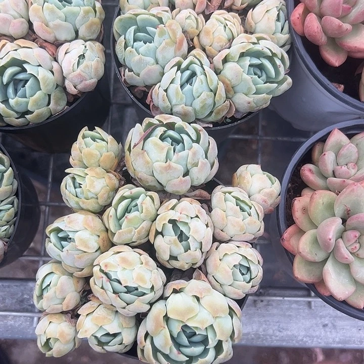 香水贝瑞多肉植物精品