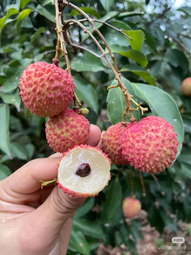 【达吾福利】新鲜桂味荔枝净重3.5、8斤装