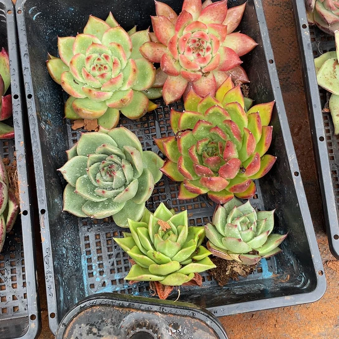王***源若如东云筐拍E767