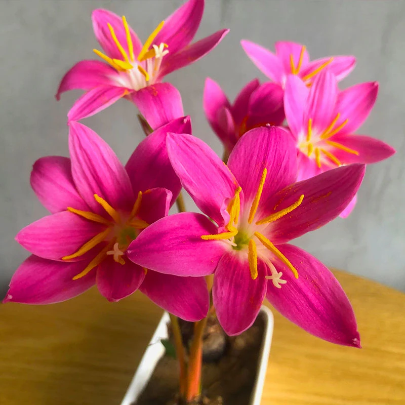 【常年开花】重瓣风雨兰清香型好养易活庭院阳台盆栽花卉耐寒耐热