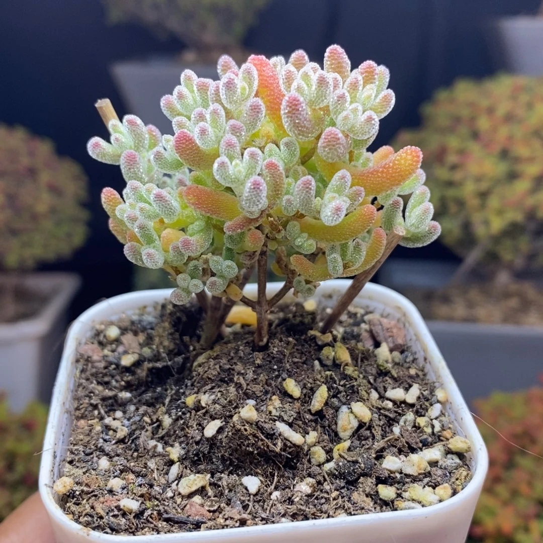 无花朵6号优选冰晶（直杆）