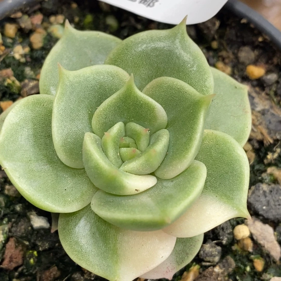 178贝加尔湖锦    小方花圃一物一拍