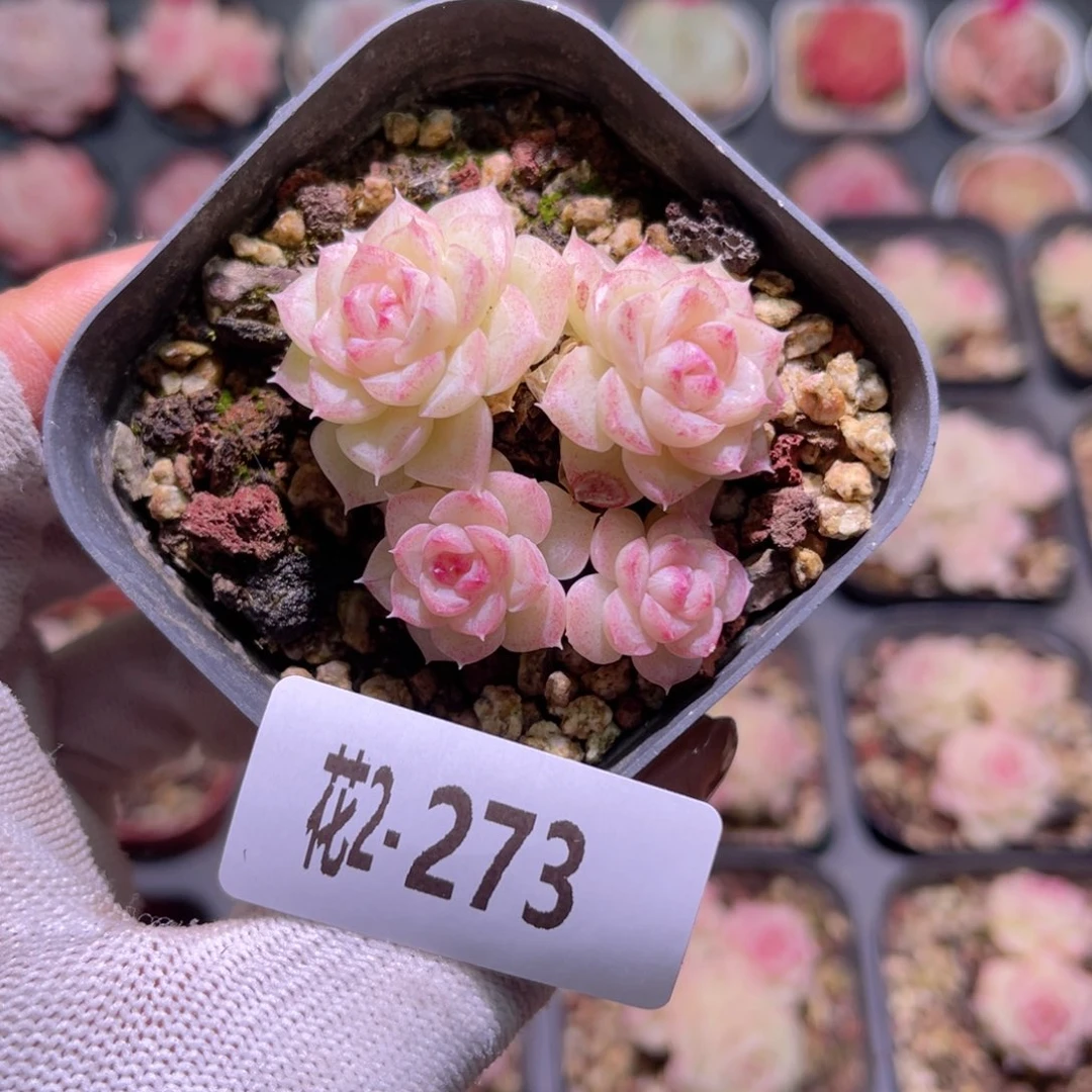 花02-273白天鹅群生