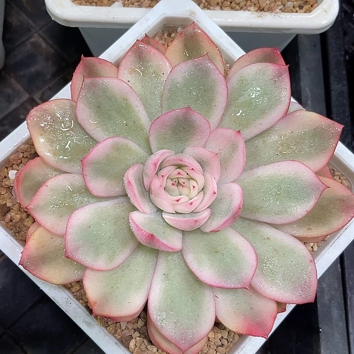 粉水晶锦多肉植物
