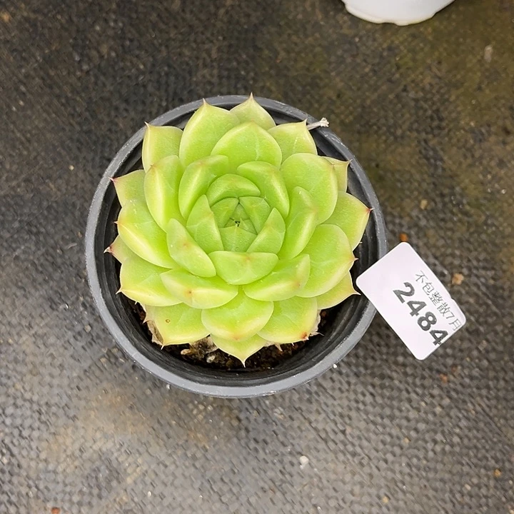 丨***月阿雅园艺。    2484