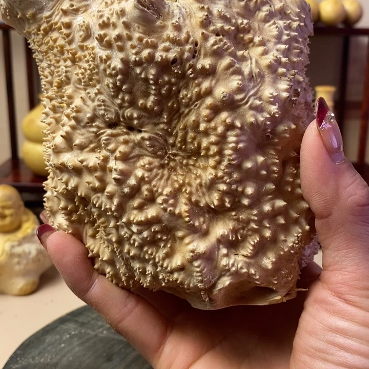 香榧木熊***爸黄杨木手把件