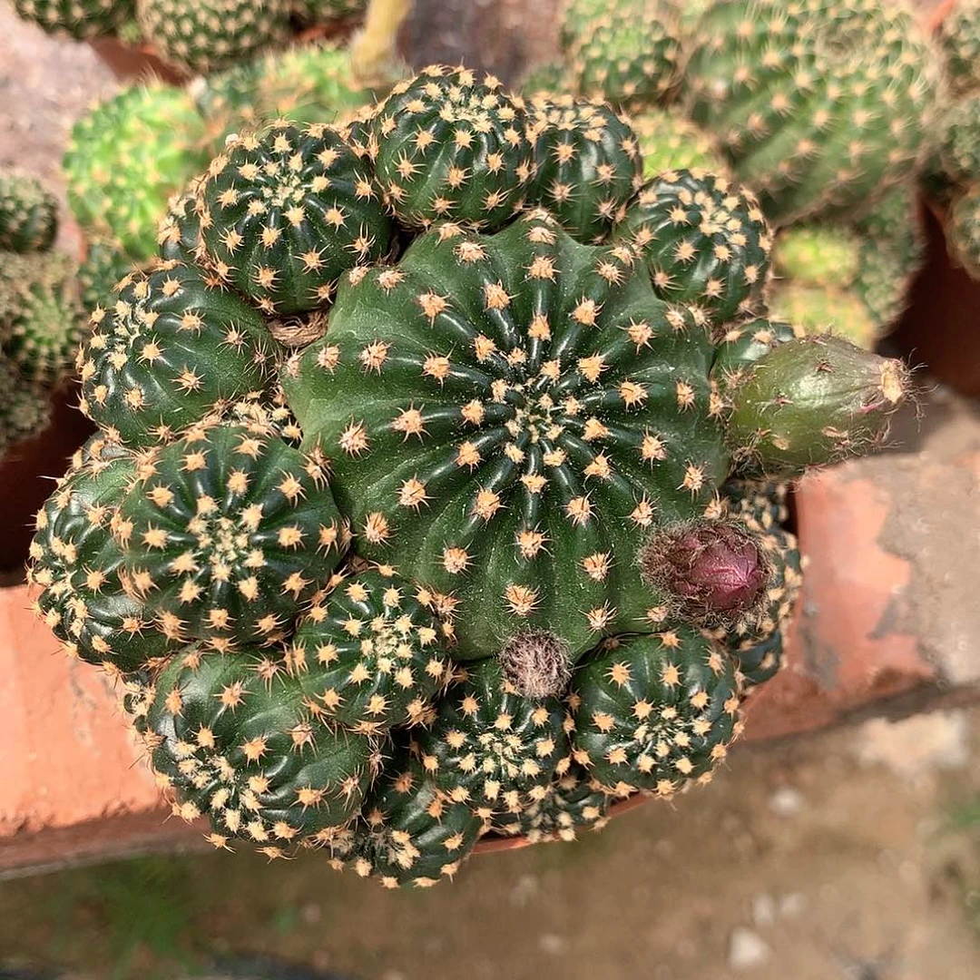 1057殷惠芬专拍丽花