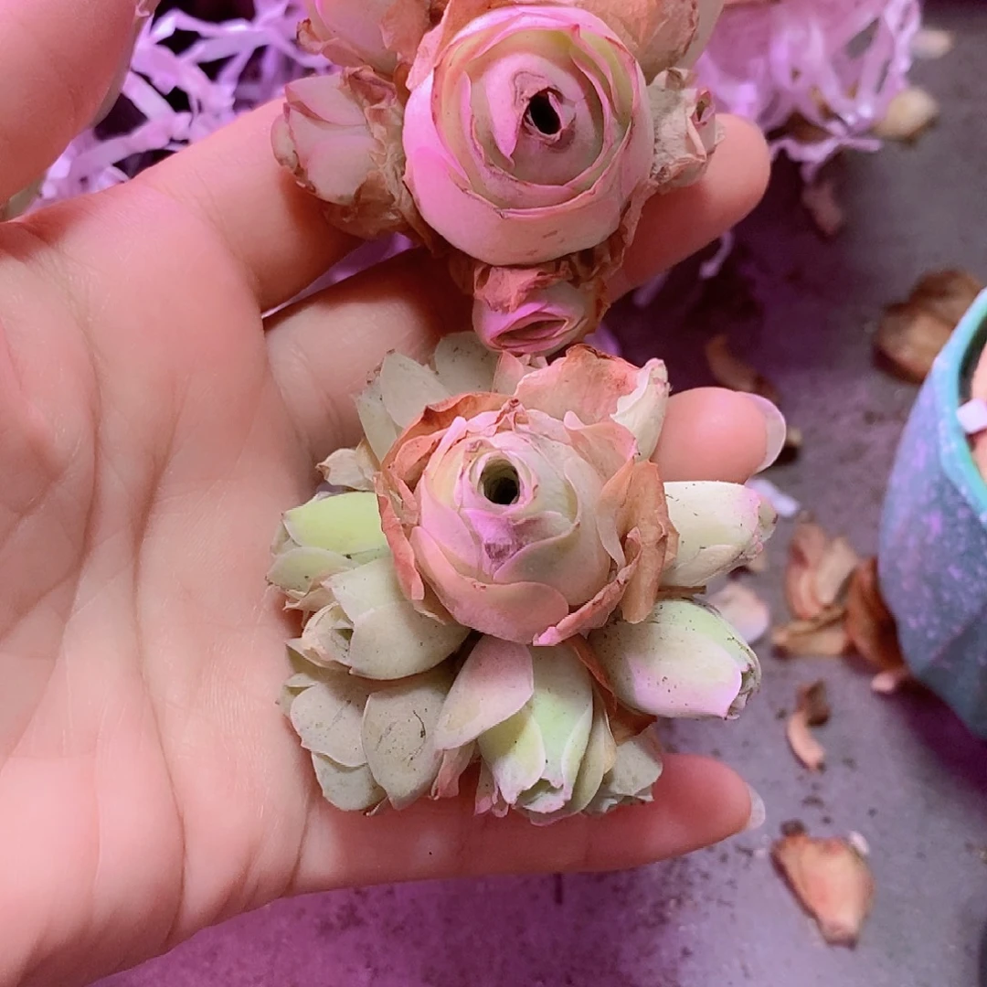 山地玫瑰一物一拍413